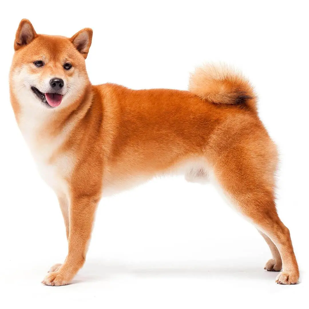 Shiba Inu