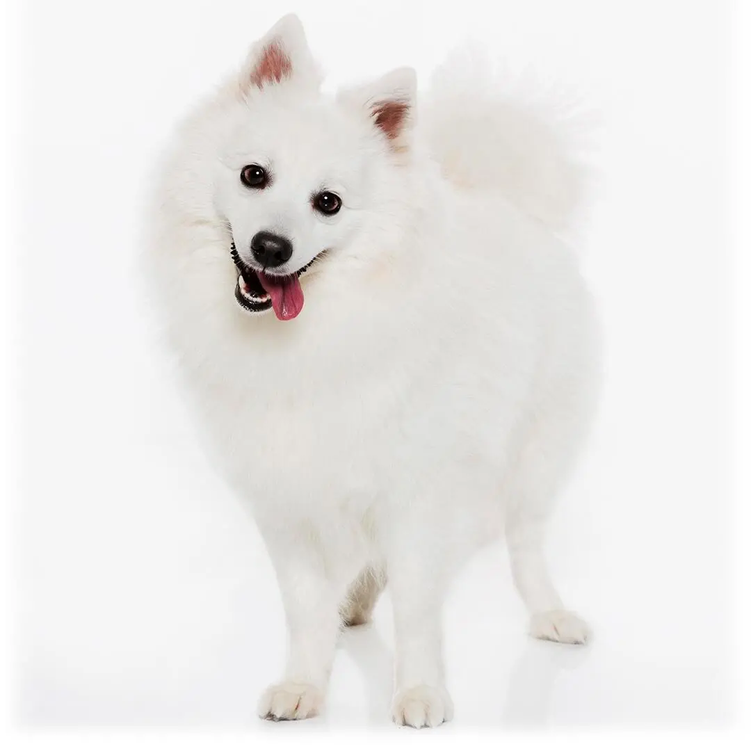 Japanese Spitz