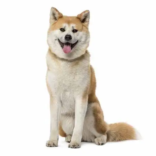 Akita