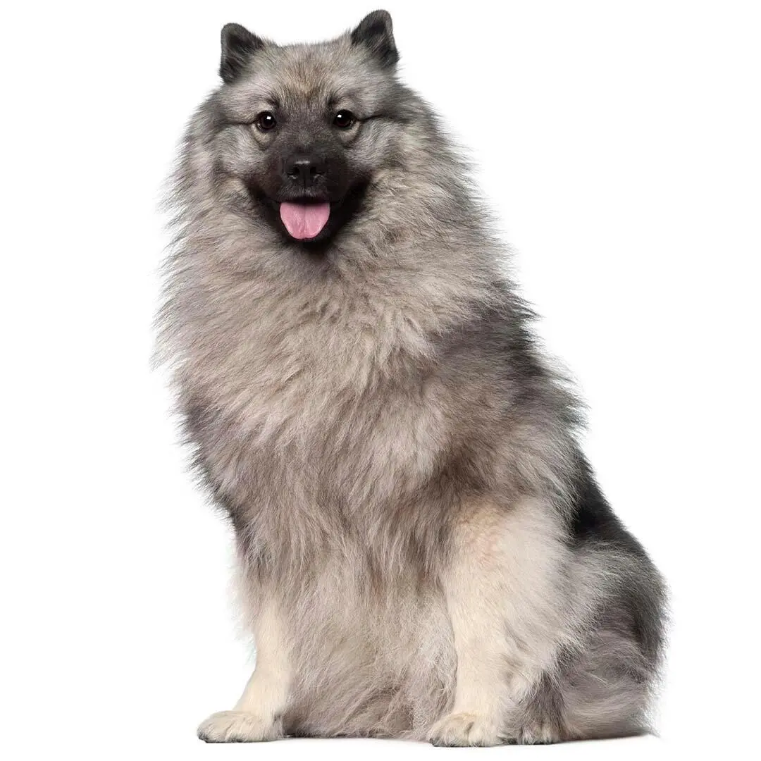 Keeshond