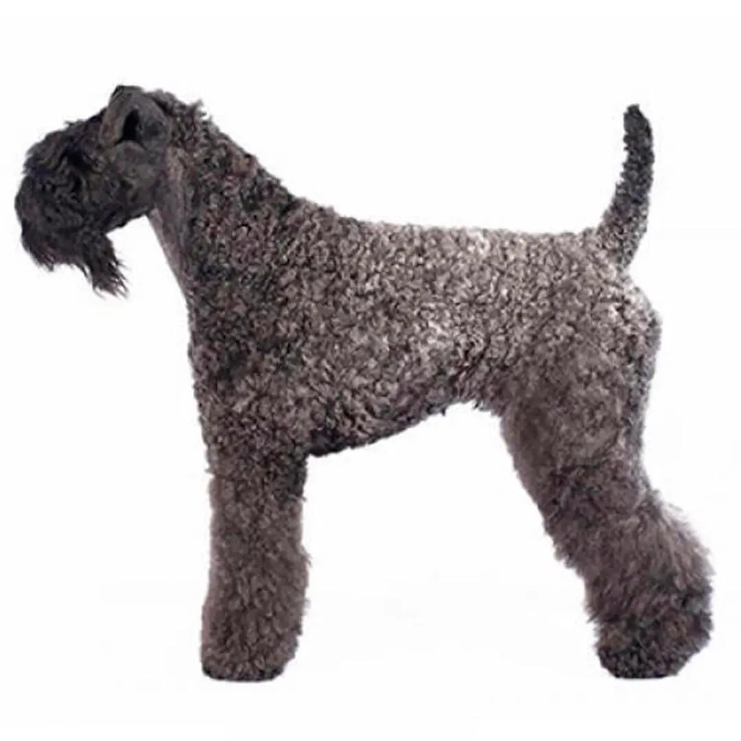 Kerry Blue Terrier