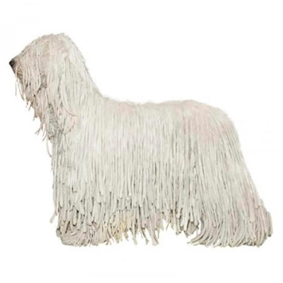 Komondor