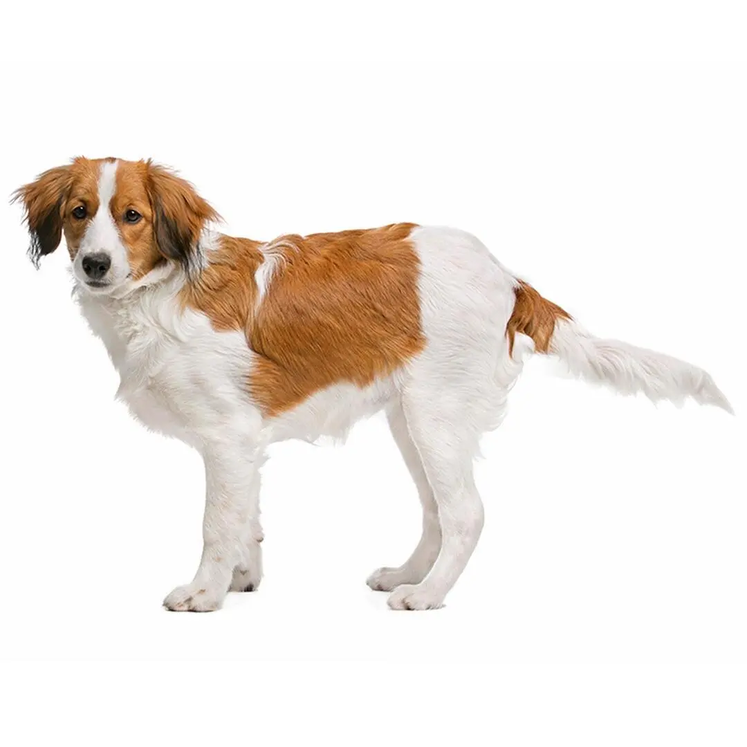 Kooikerhondje