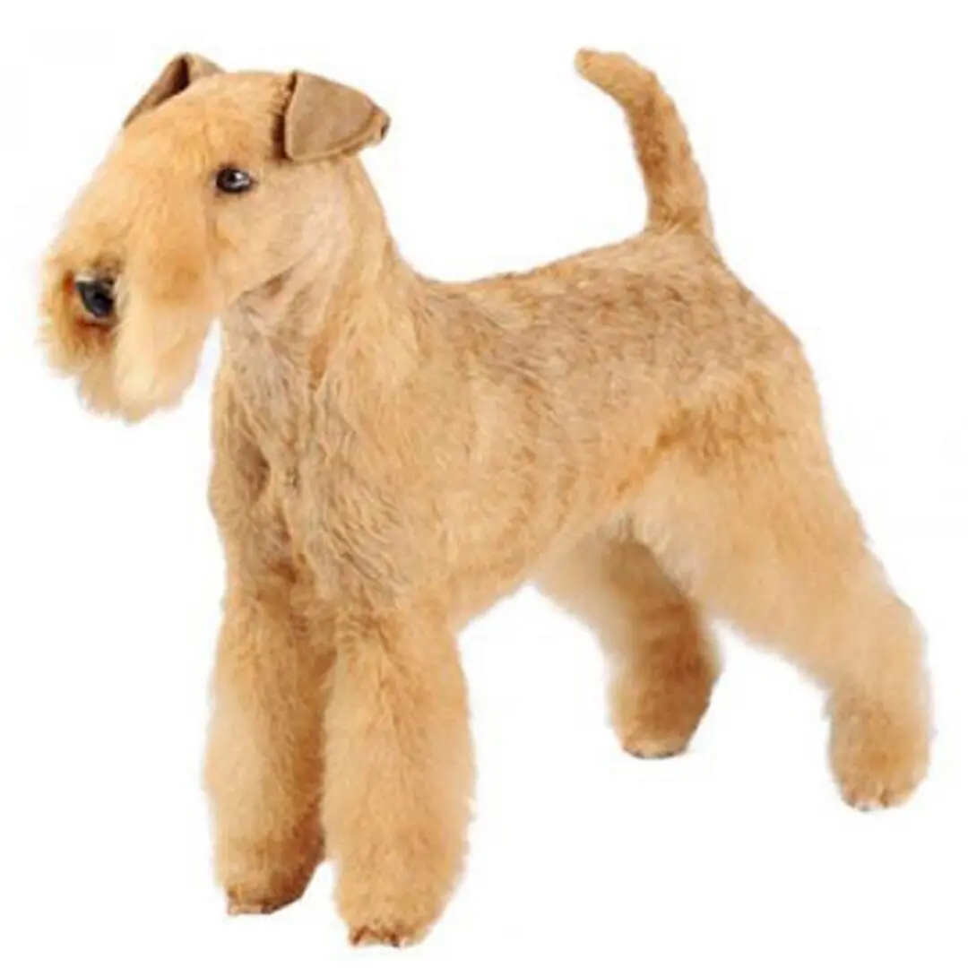 Lakeland Terrier