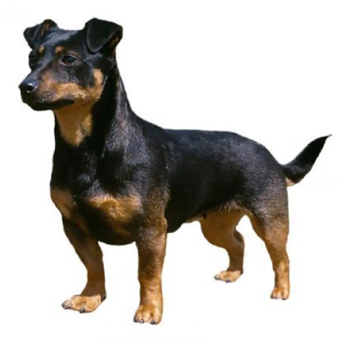 Lancashire Heeler