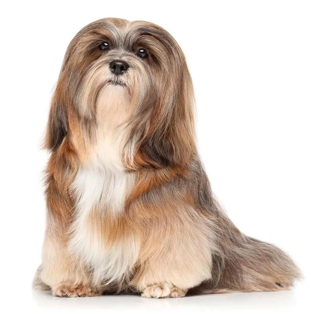 Lhasa Apso