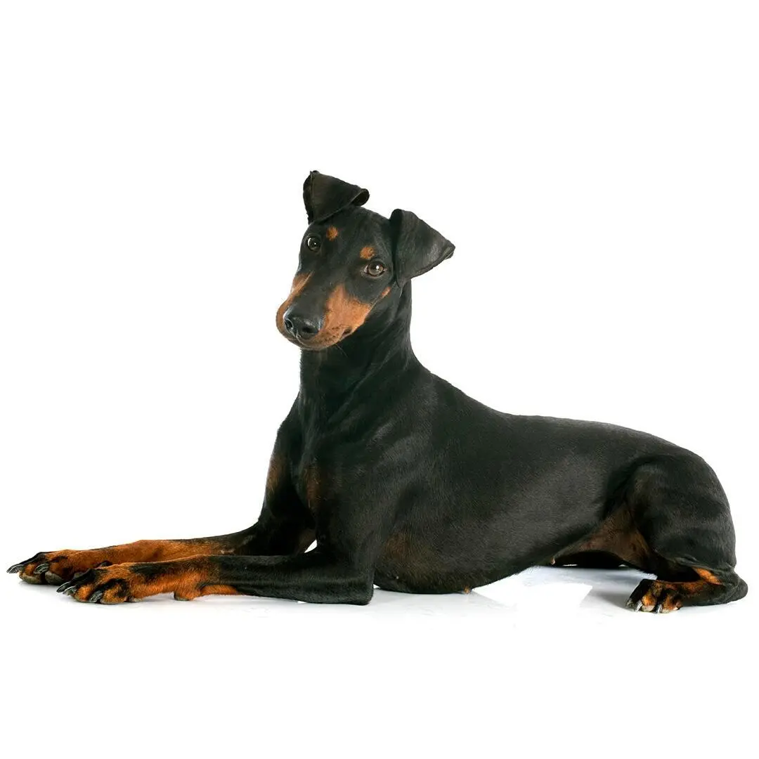 Manchester Terrier