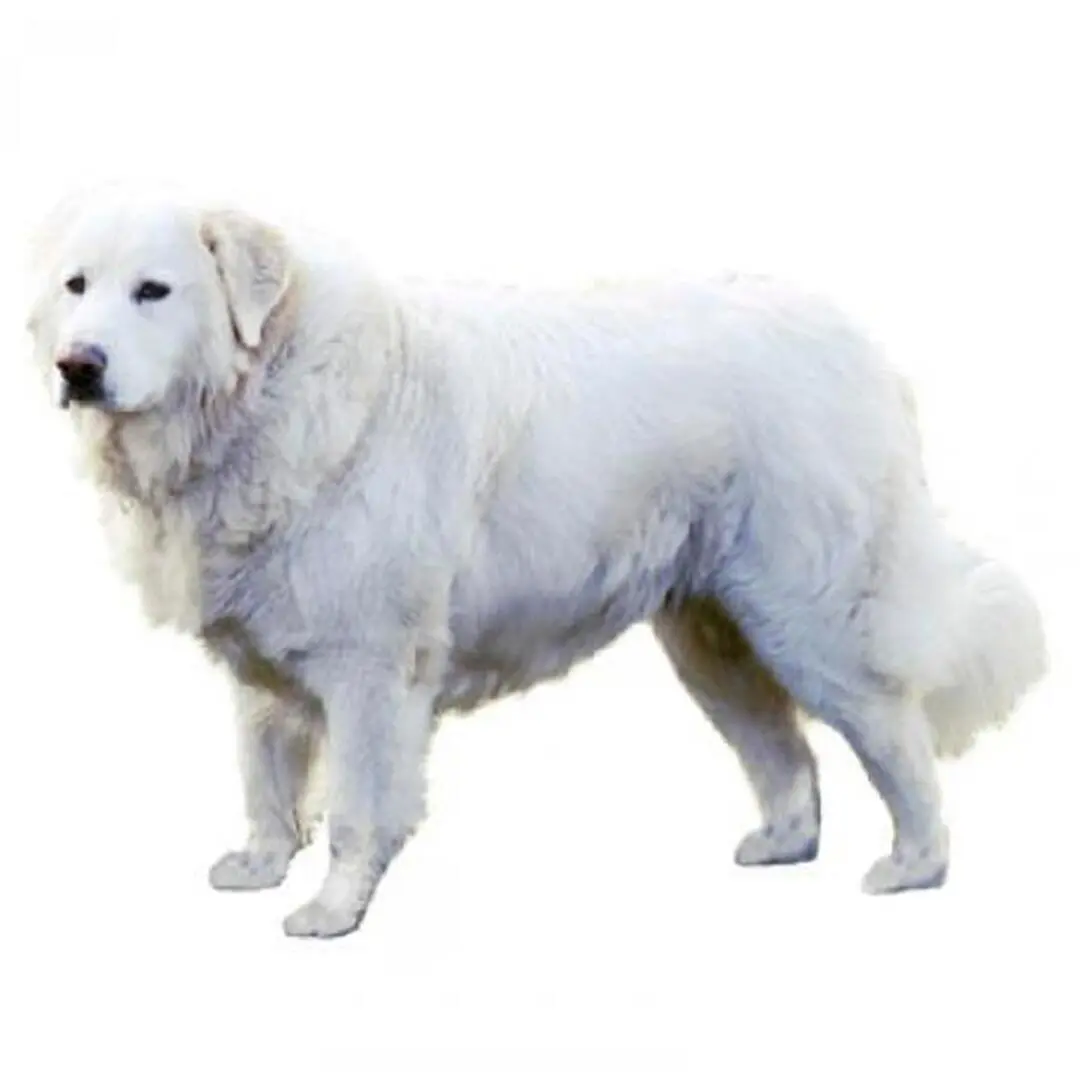 Maremma Sheepdog