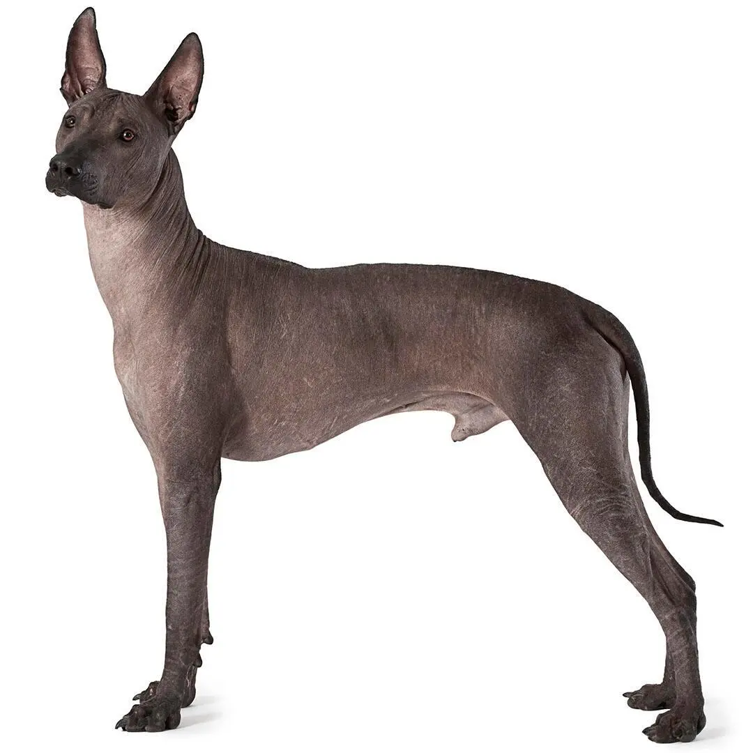 Mexican Hairless Dog Xoloitzcuintle