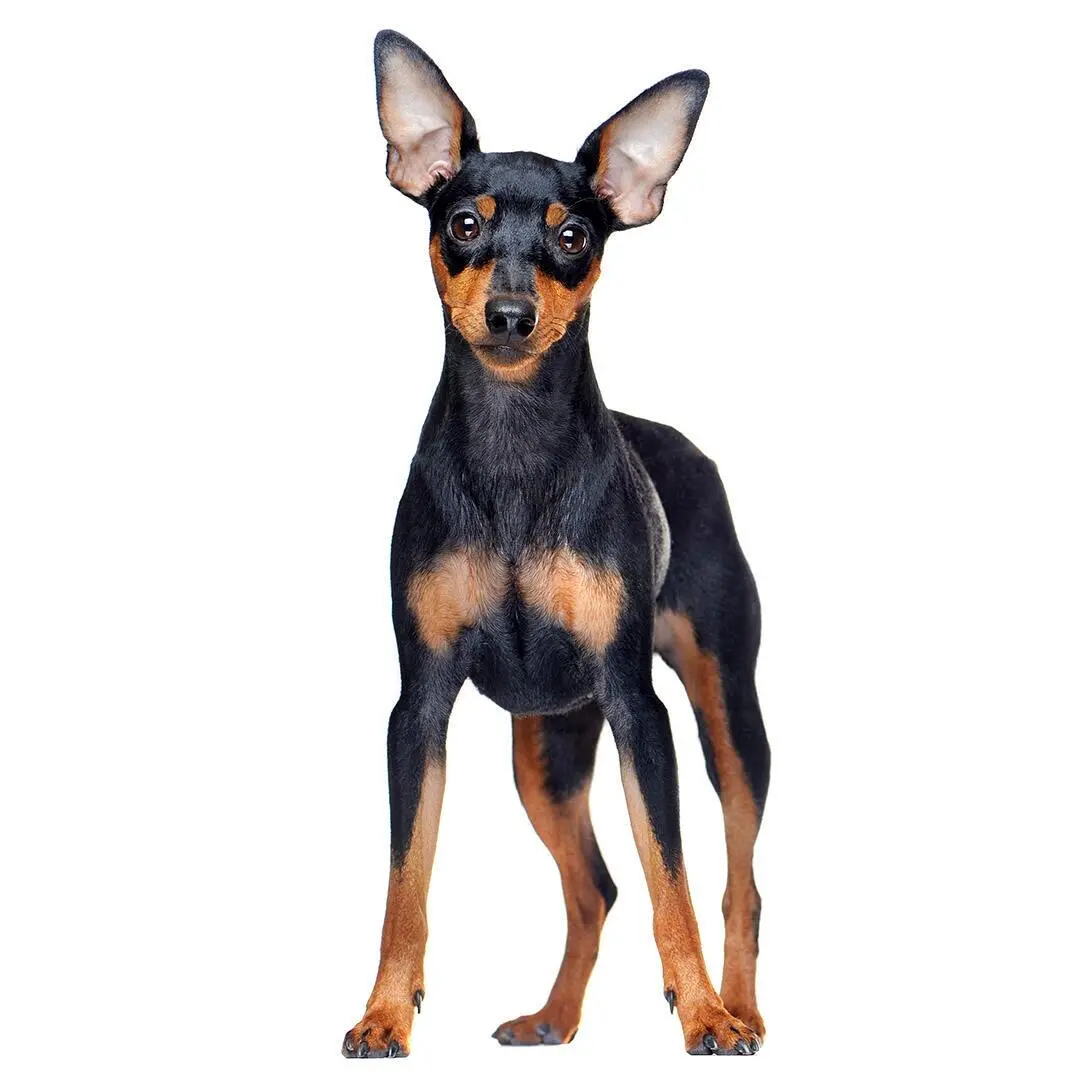 Miniature Pinscher