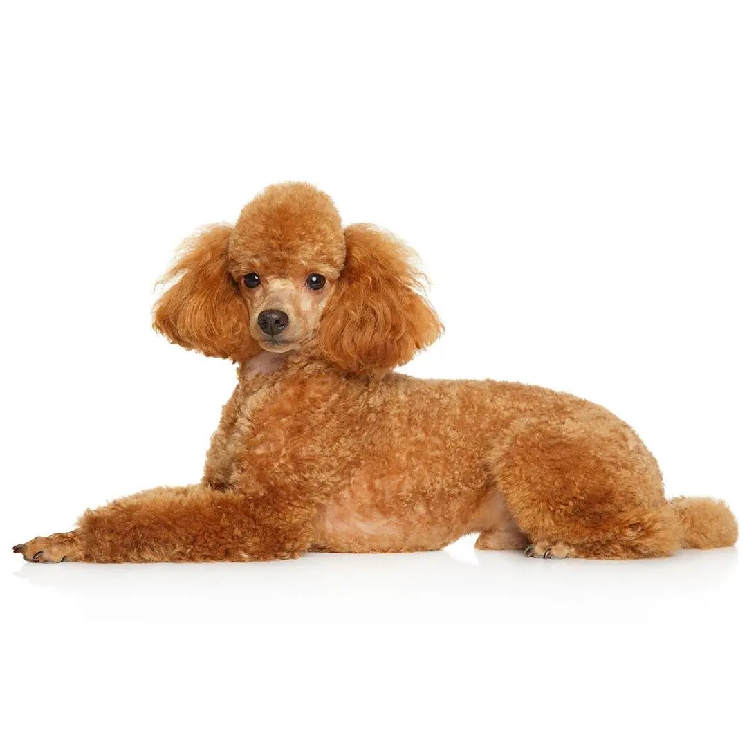 Miniature Poodle