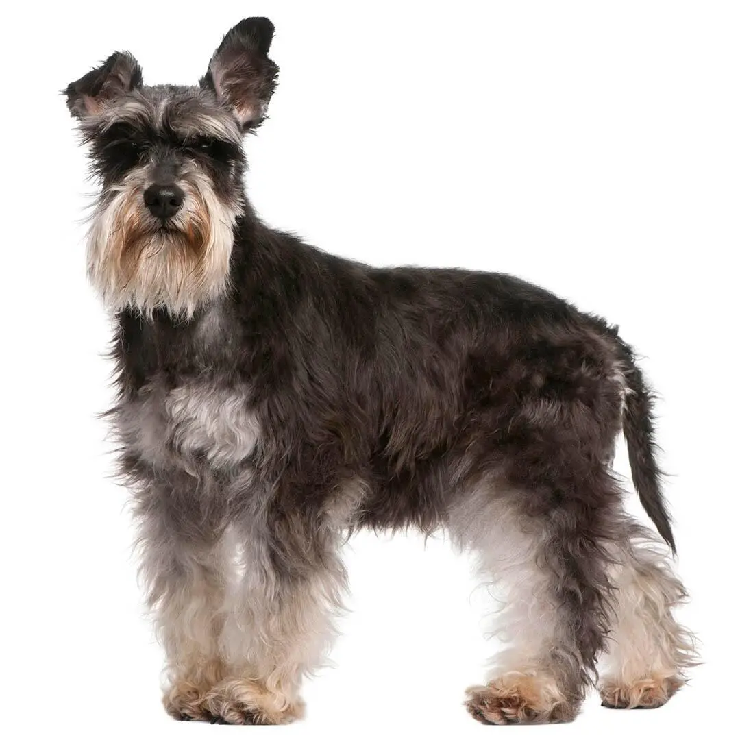 Miniature Schnauzer