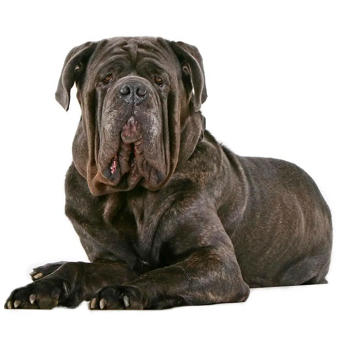 Neapolitan Mastiff