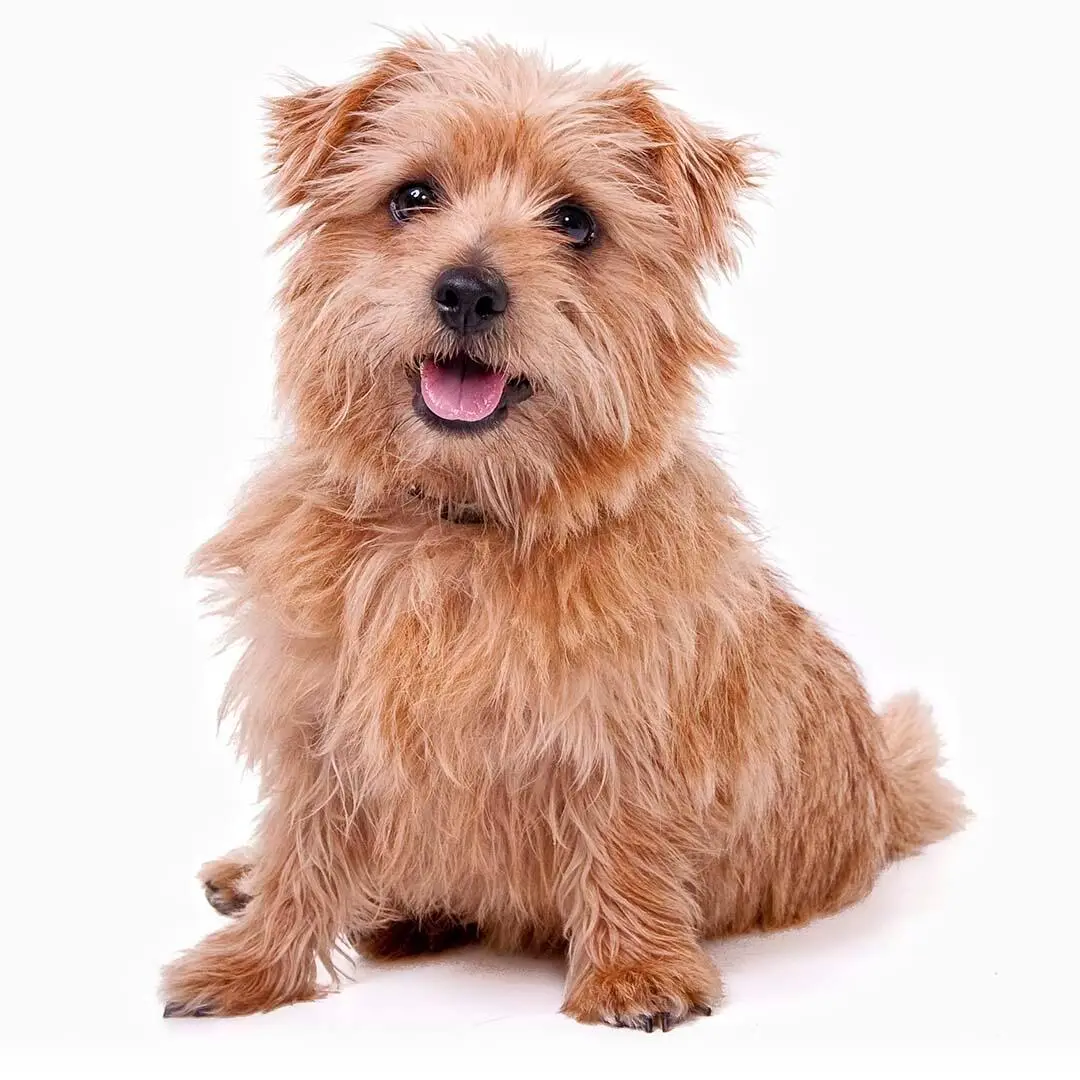 Norfolk Terrier