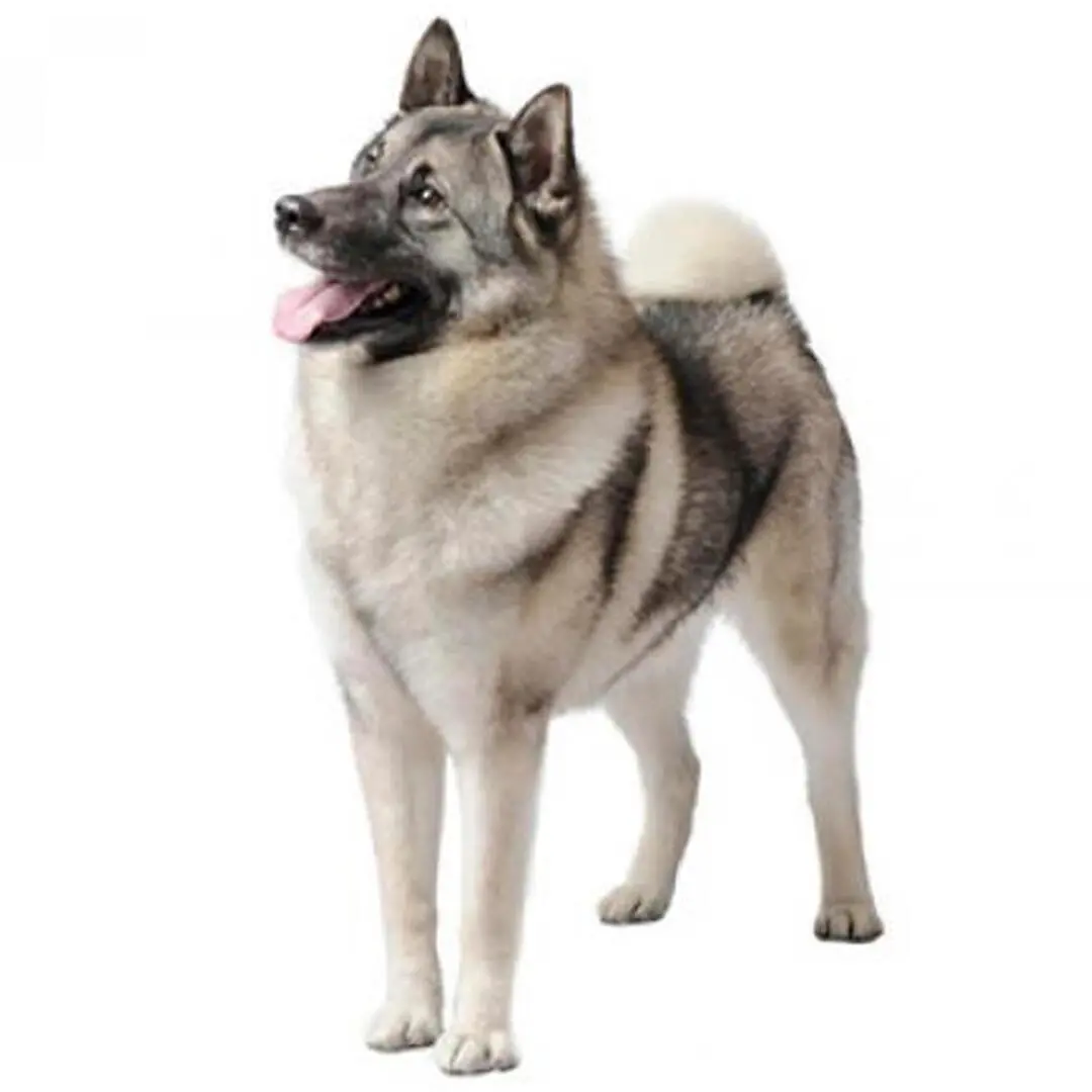 Norwegian Elkhound