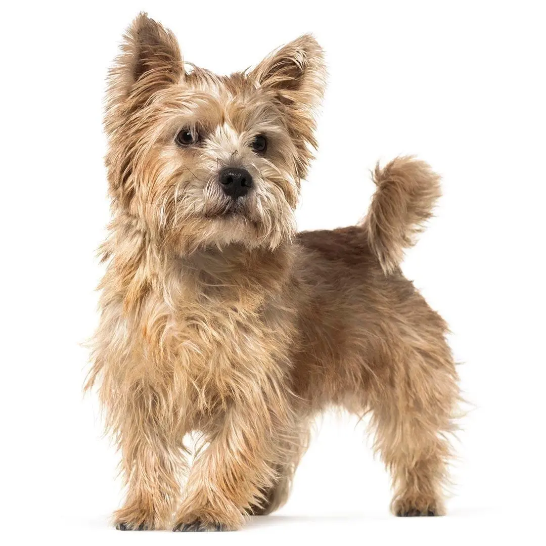 Norwich Terrier