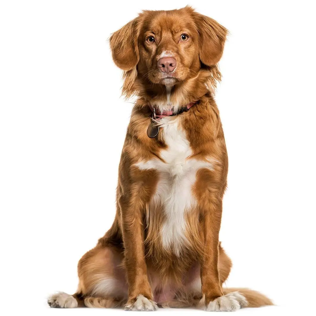 Nova Scotia Duck Tolling Retriever