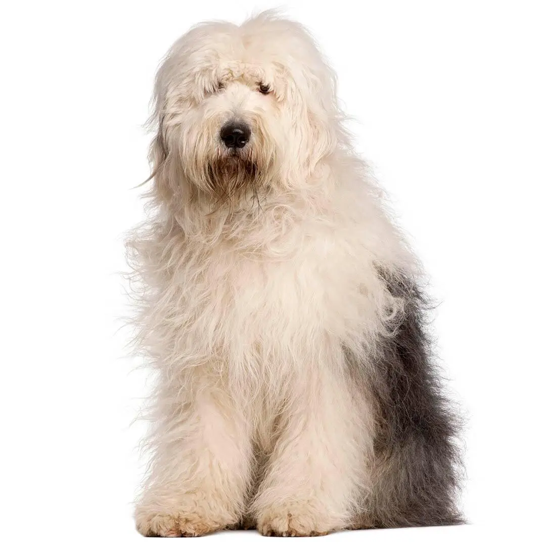 Old English Sheepdog