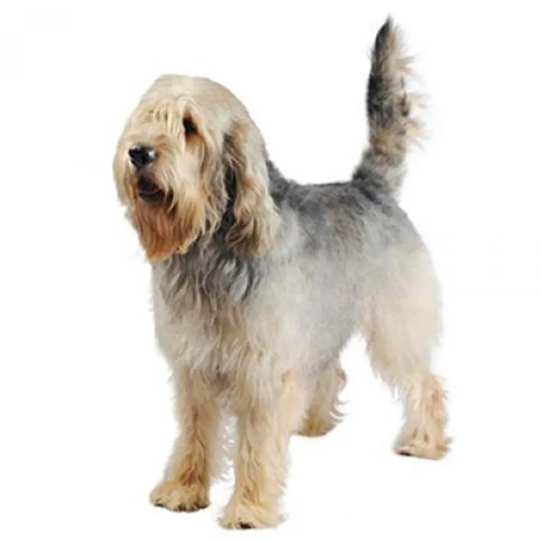 Otterhound