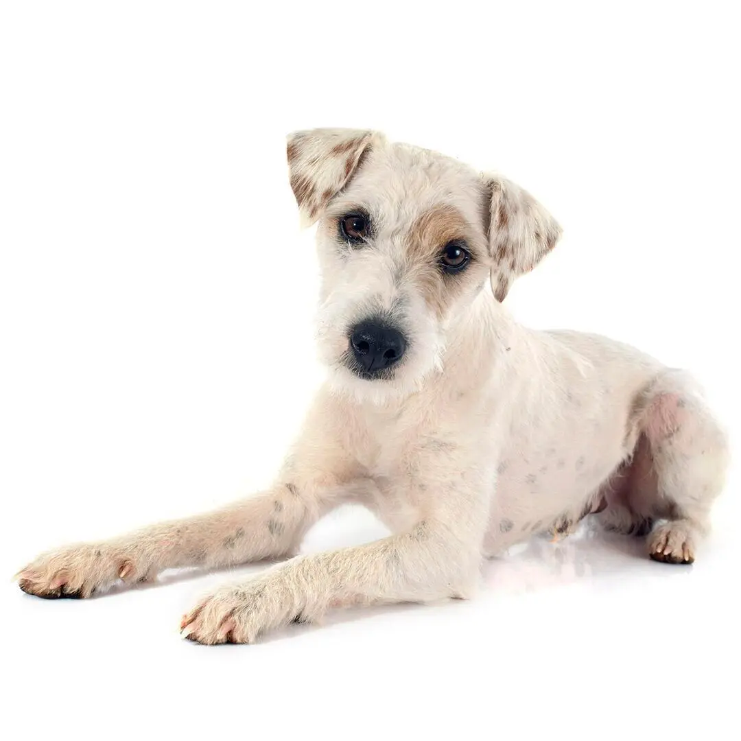 Parson Russell Terrier