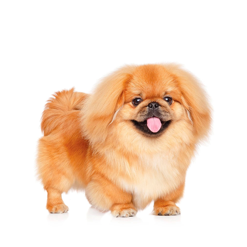 Pekingese