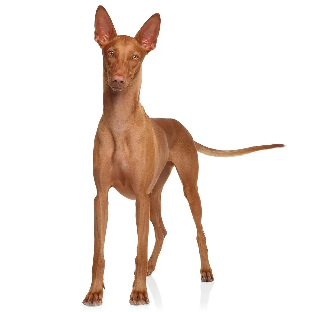 Pharaoh Hound