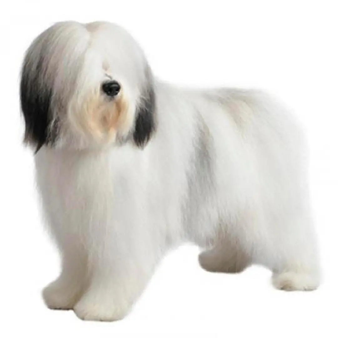 Polish Lowland Sheepdog