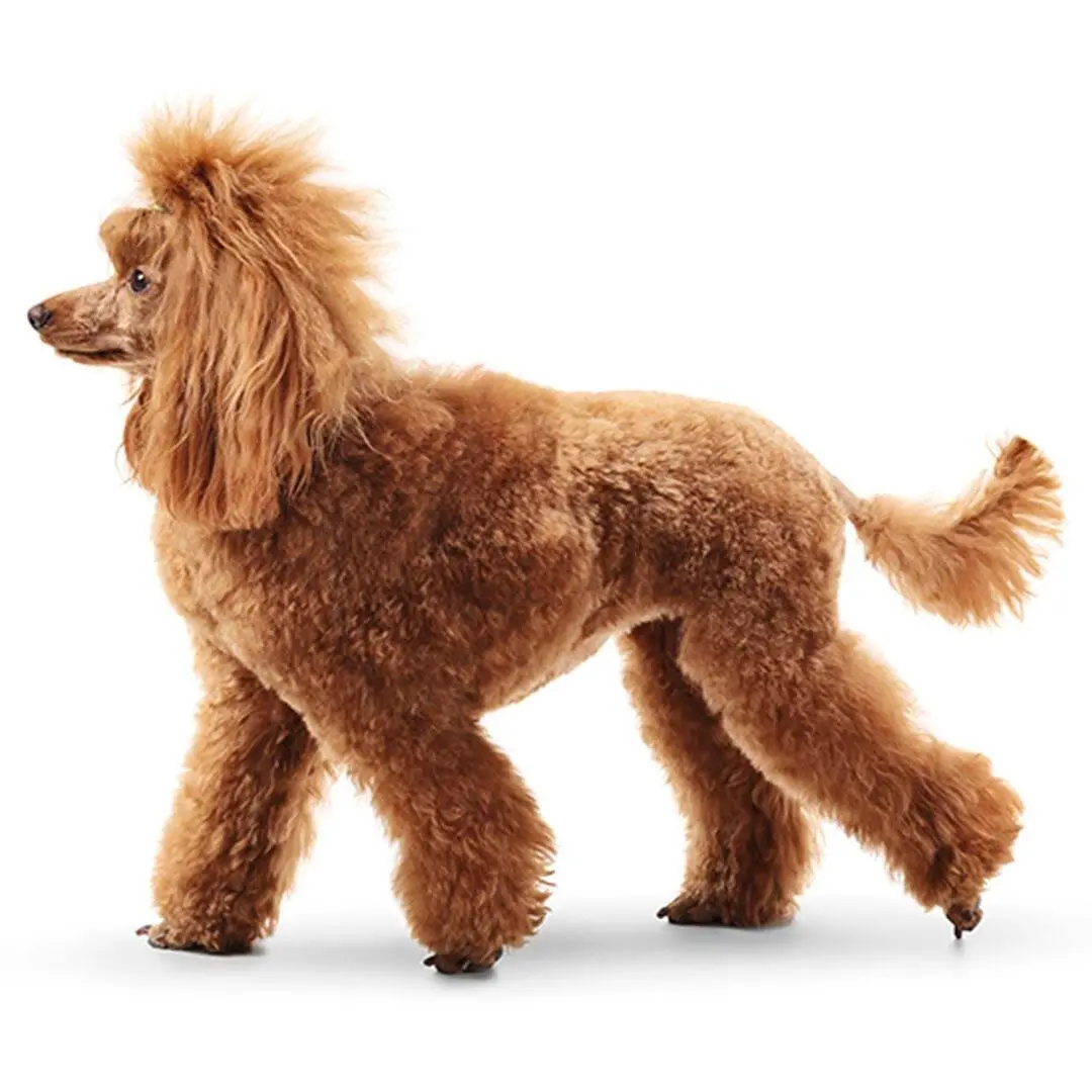 Standard Poodle