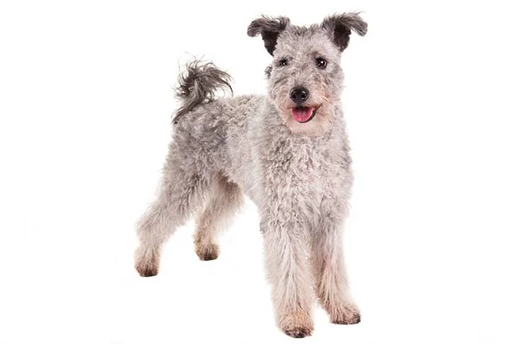 Pumi