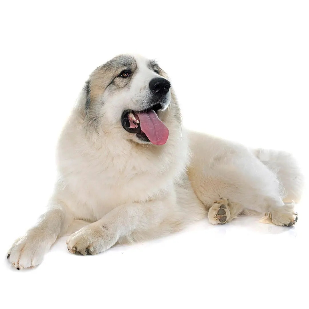 Pyrenean Mountain Dog