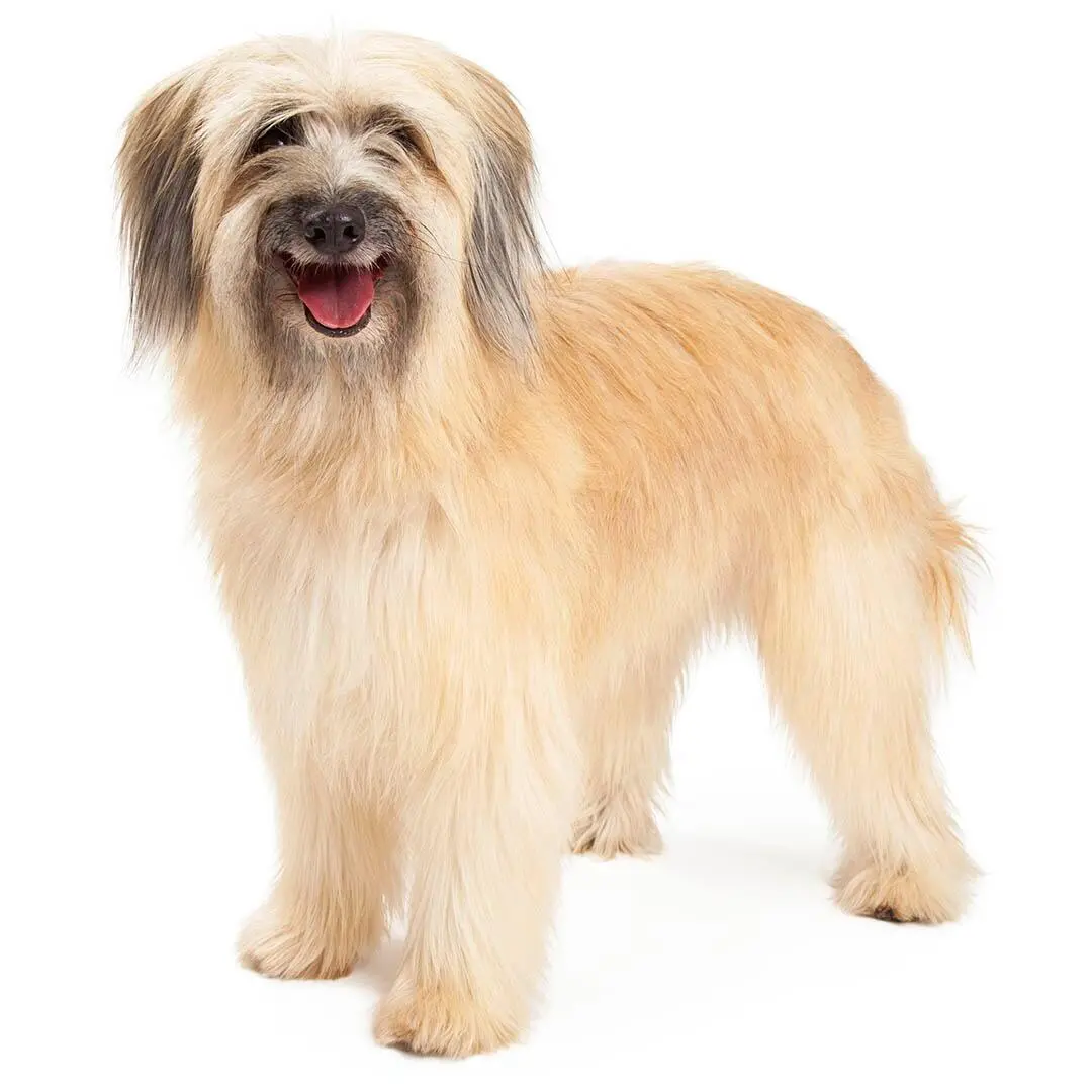 Pyrenean Sheepdog