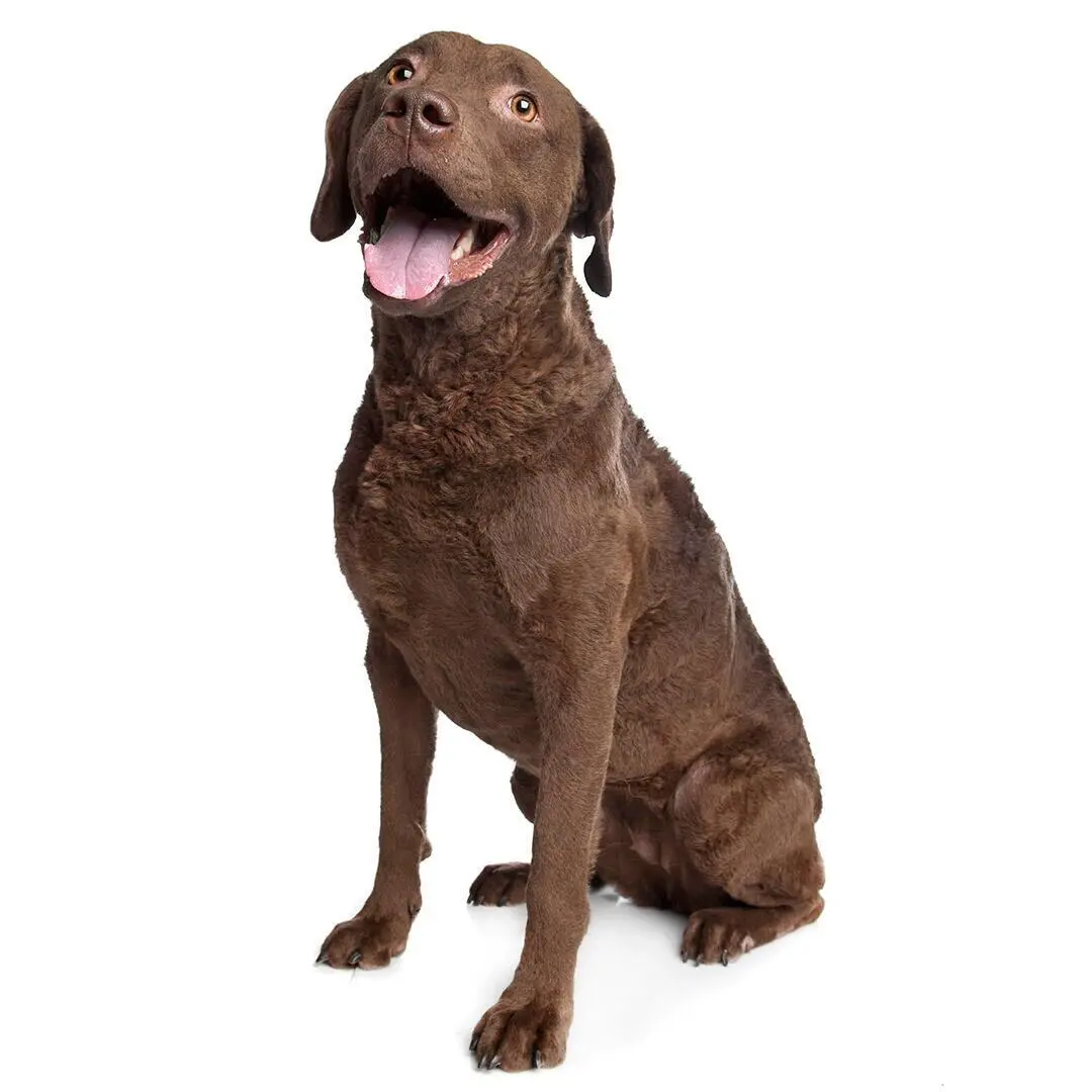 Chesapeake Bay Retriever