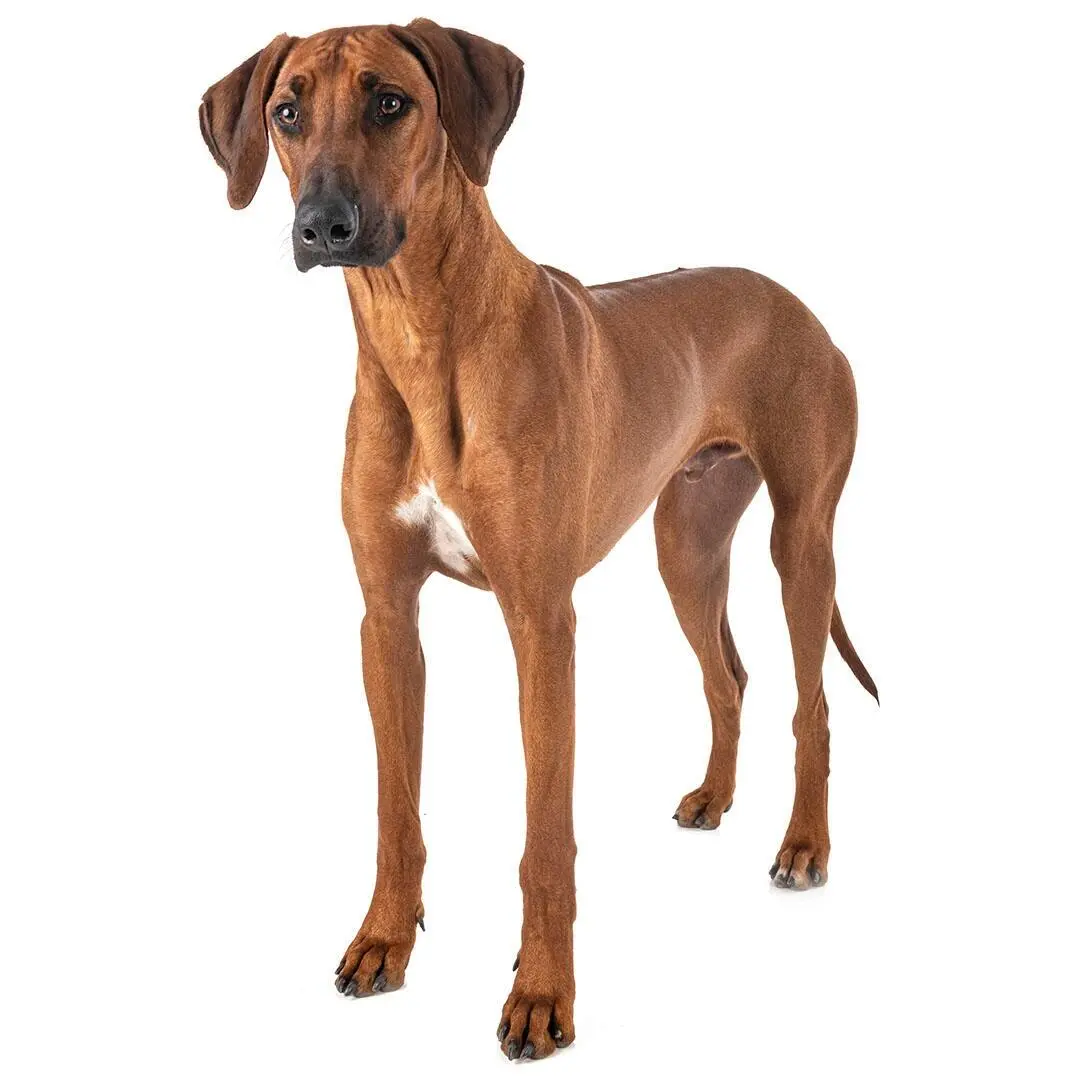 Rhodesian Ridgeback