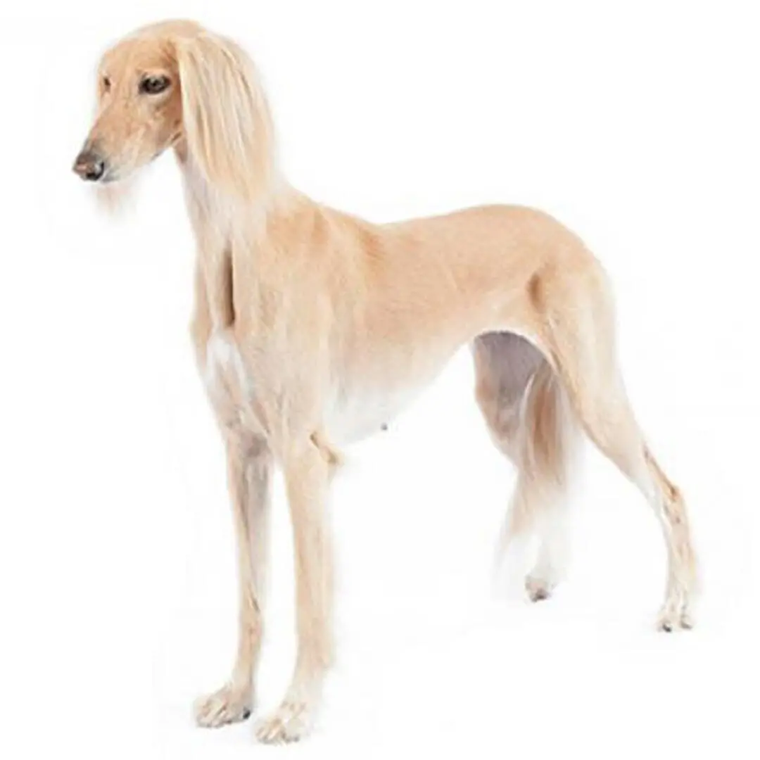 Saluki