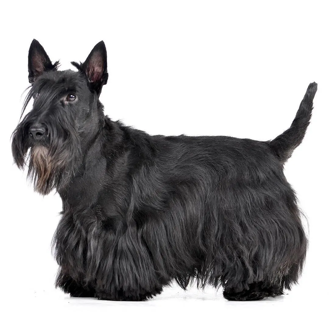 Scottish Terrier