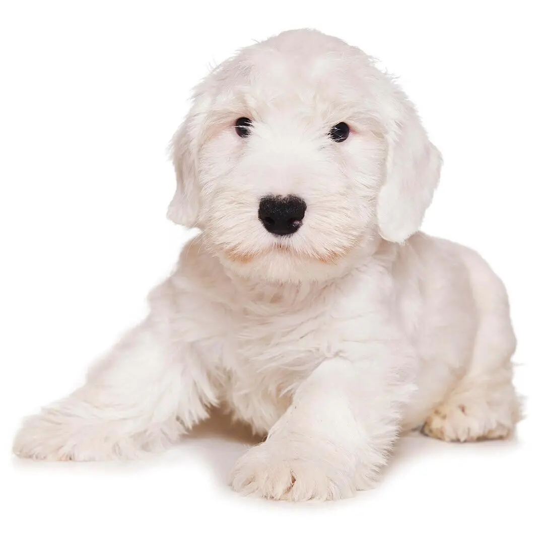 Sealyham Terrier