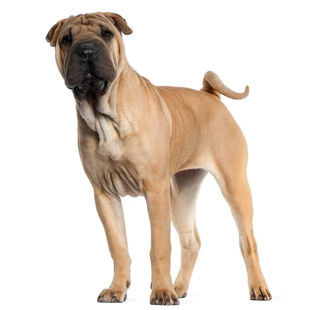 Shar Pei