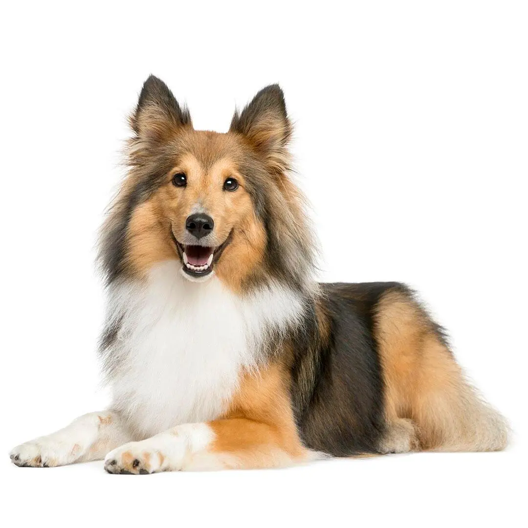 Shetland Sheepdog