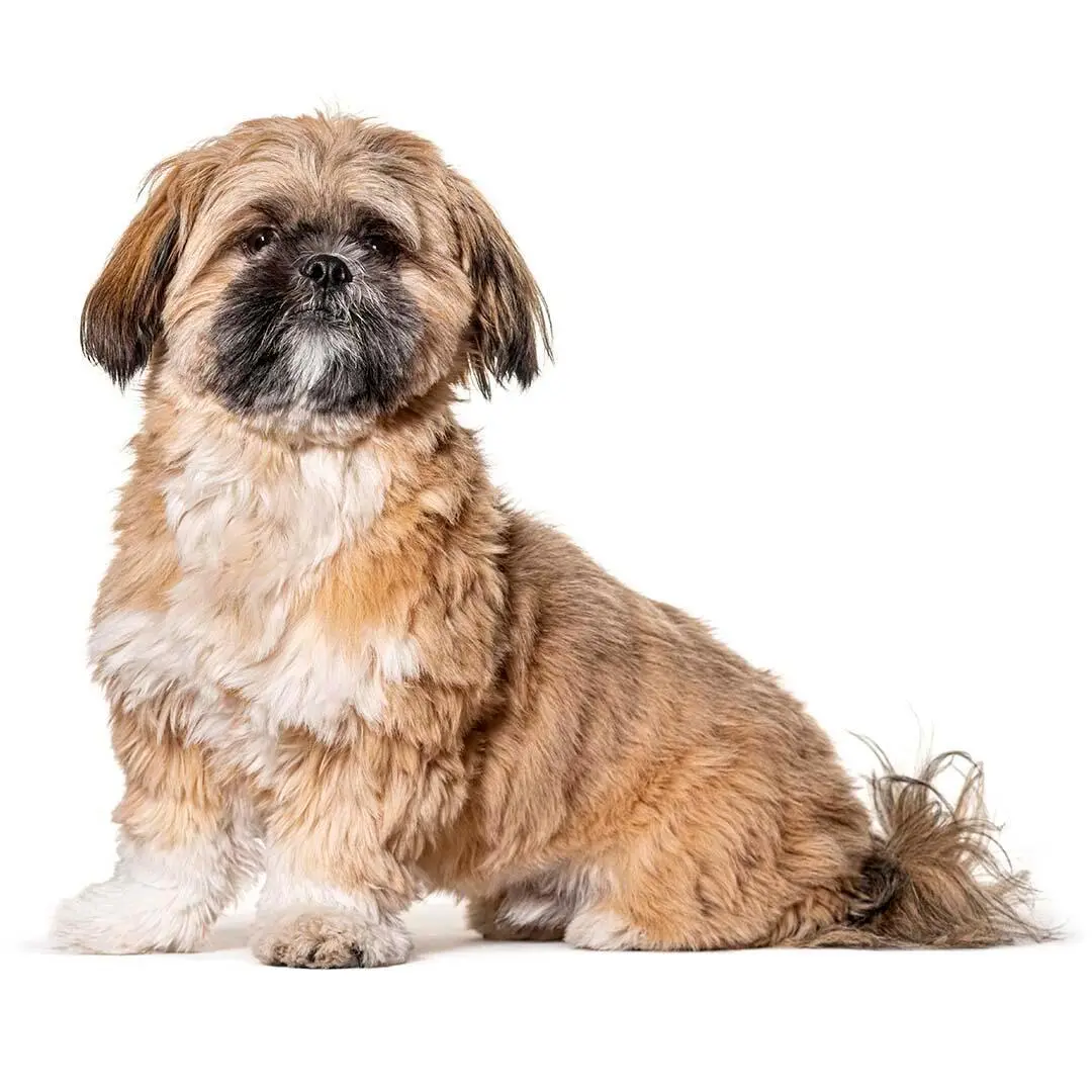 Shih Tzu