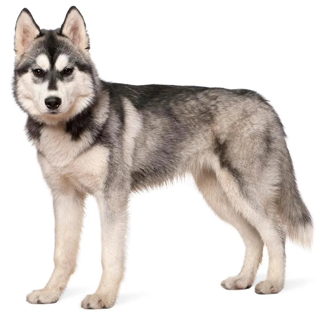 Siberian Husky