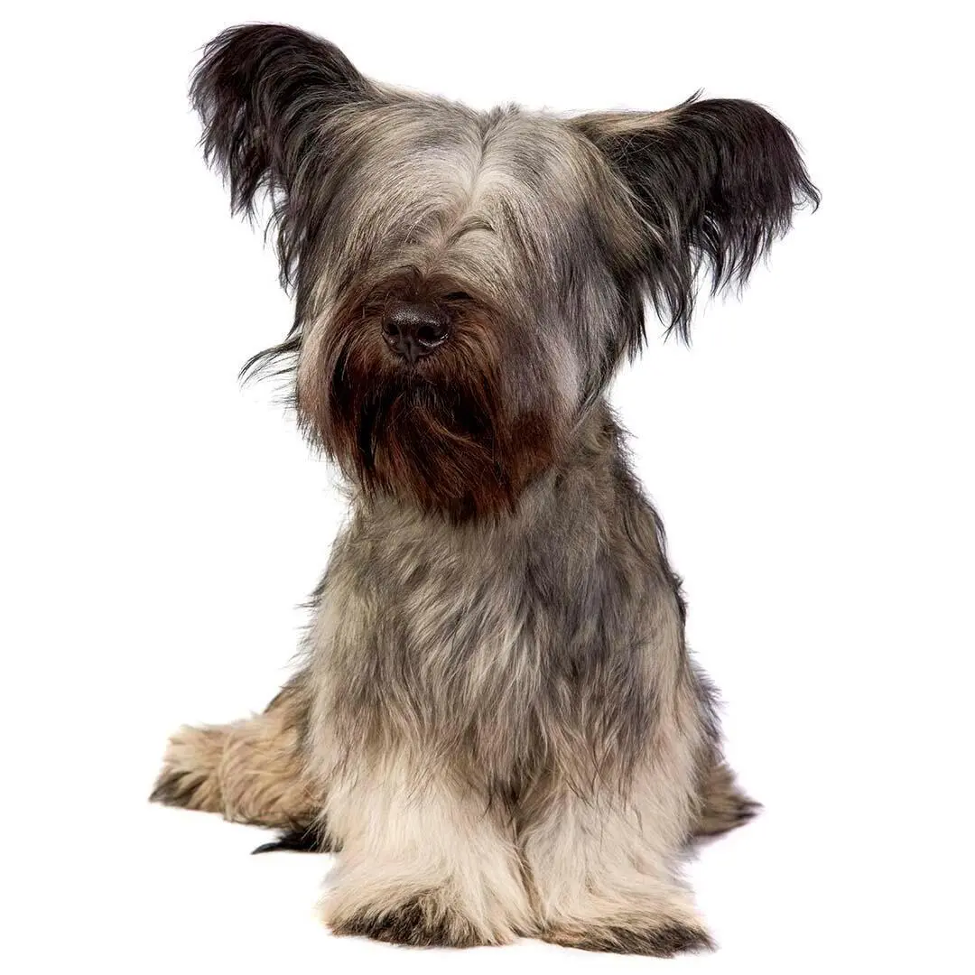 Skye Terrier