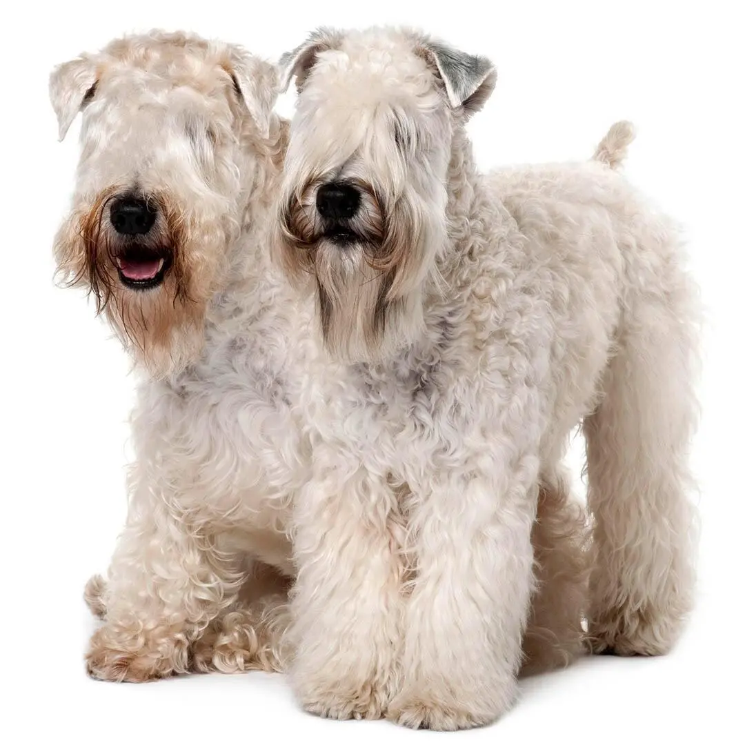 Soft Coated Wheaten Terrier