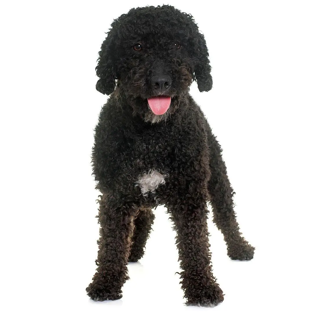 Spanish Water Dog