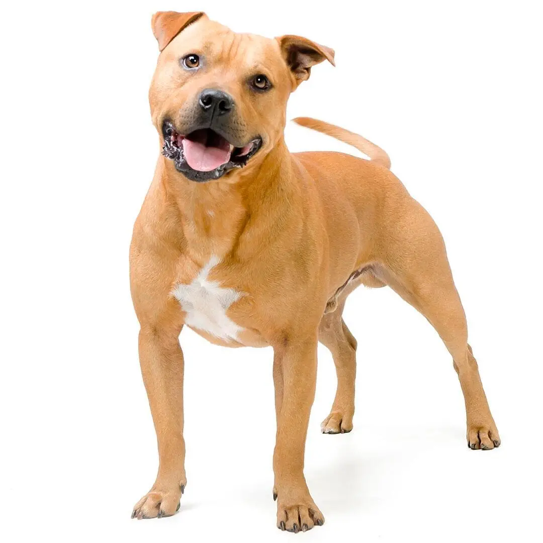 Staffordshire Bull Terrier