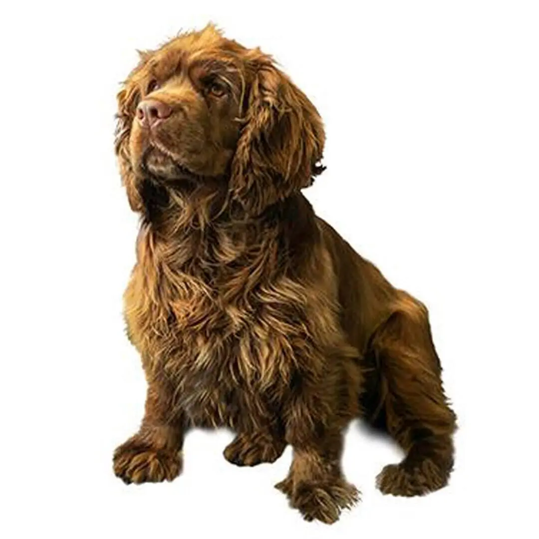 Sussex Spaniel