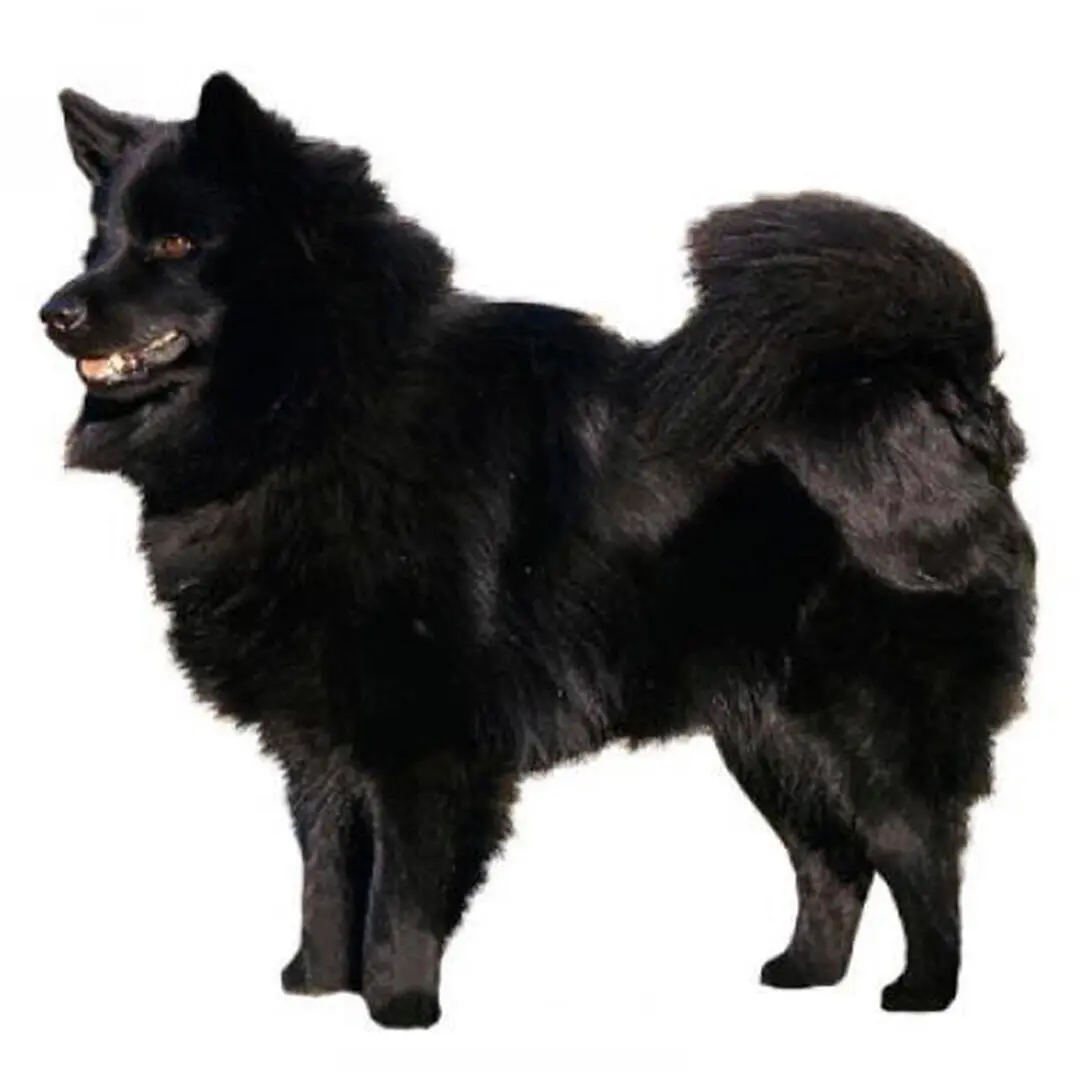 Swedish Lapphund