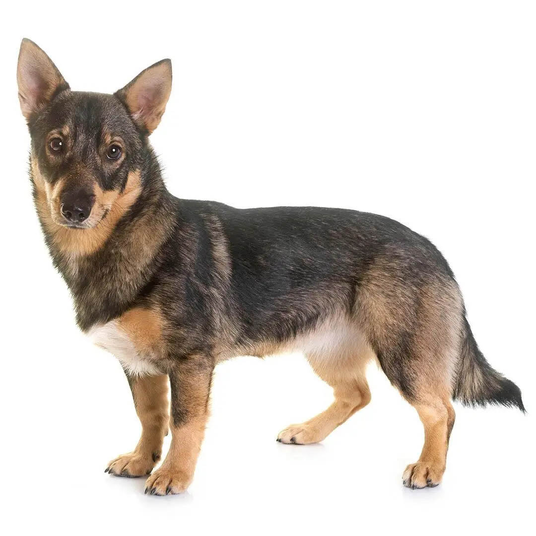 Swedish Vallhund