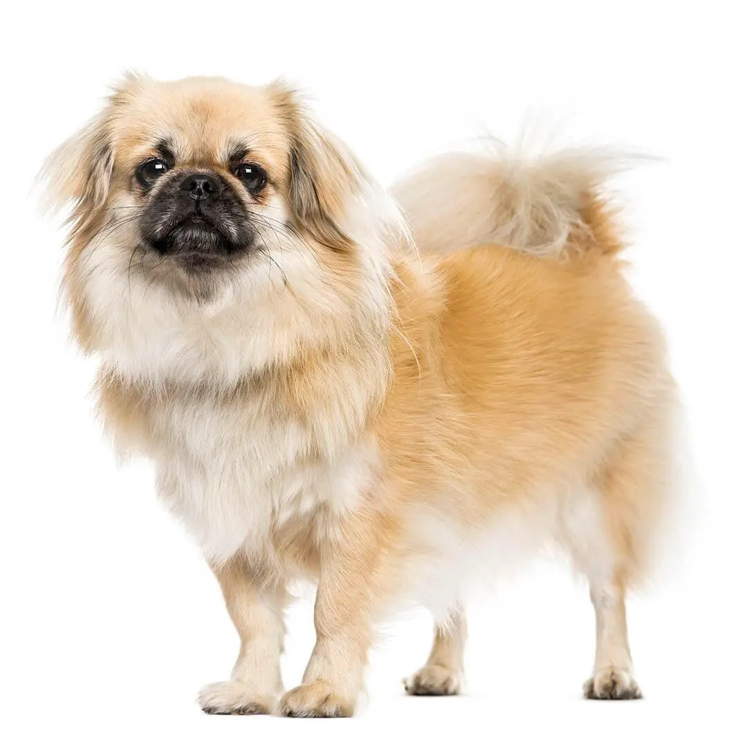 Tibetan Spaniel