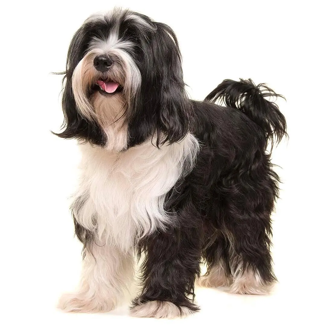 Tibetan Terrier