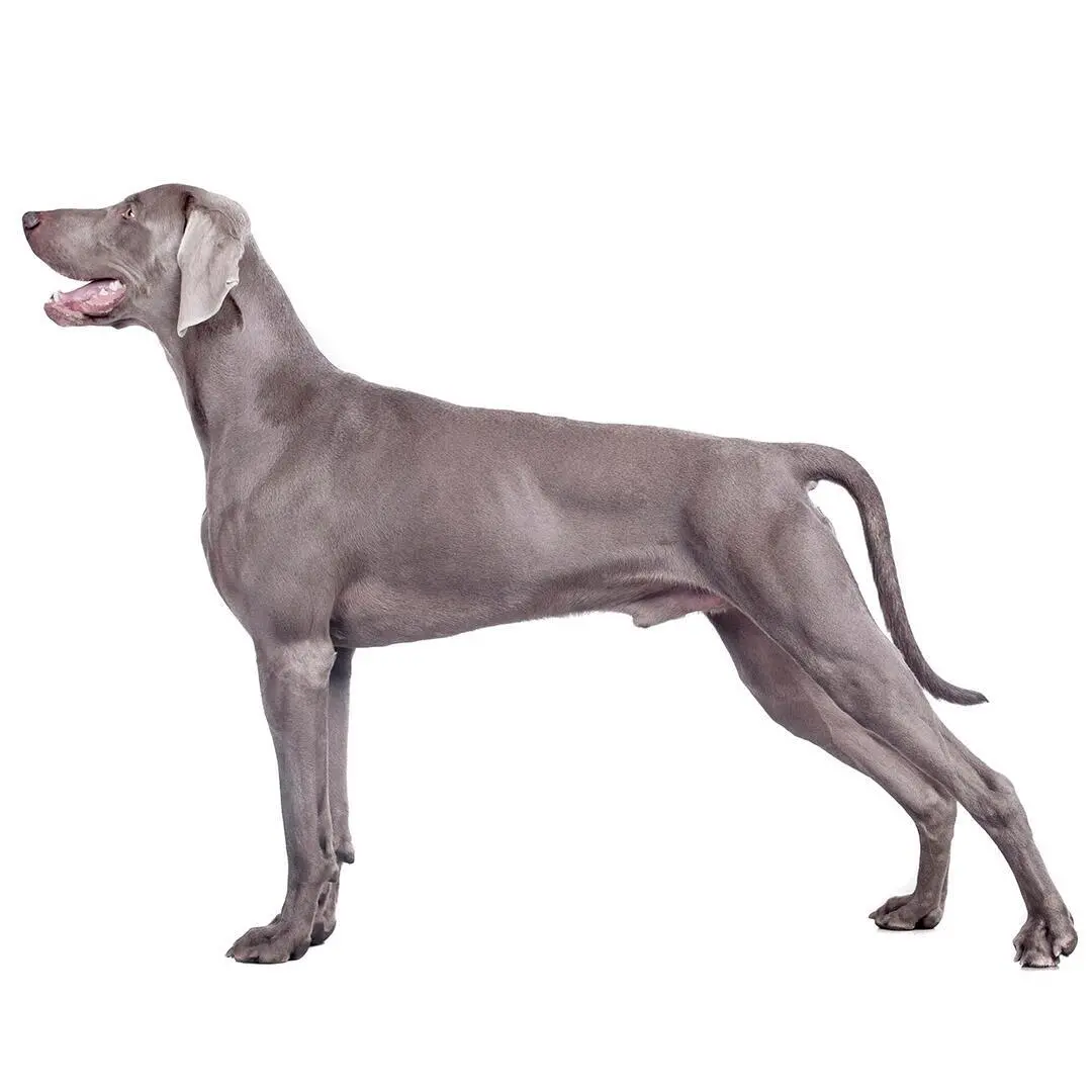 Weimaraner